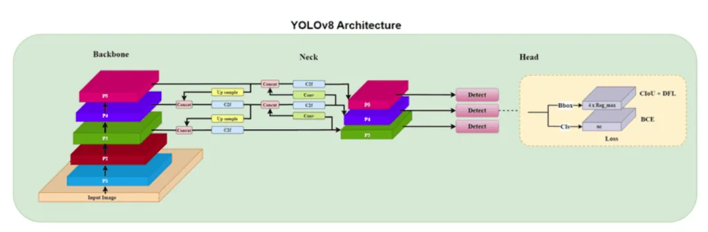 YOLOv8 的 Backbone、Neck 与检测 Head 架构